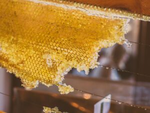 Photo bees, honeycomb